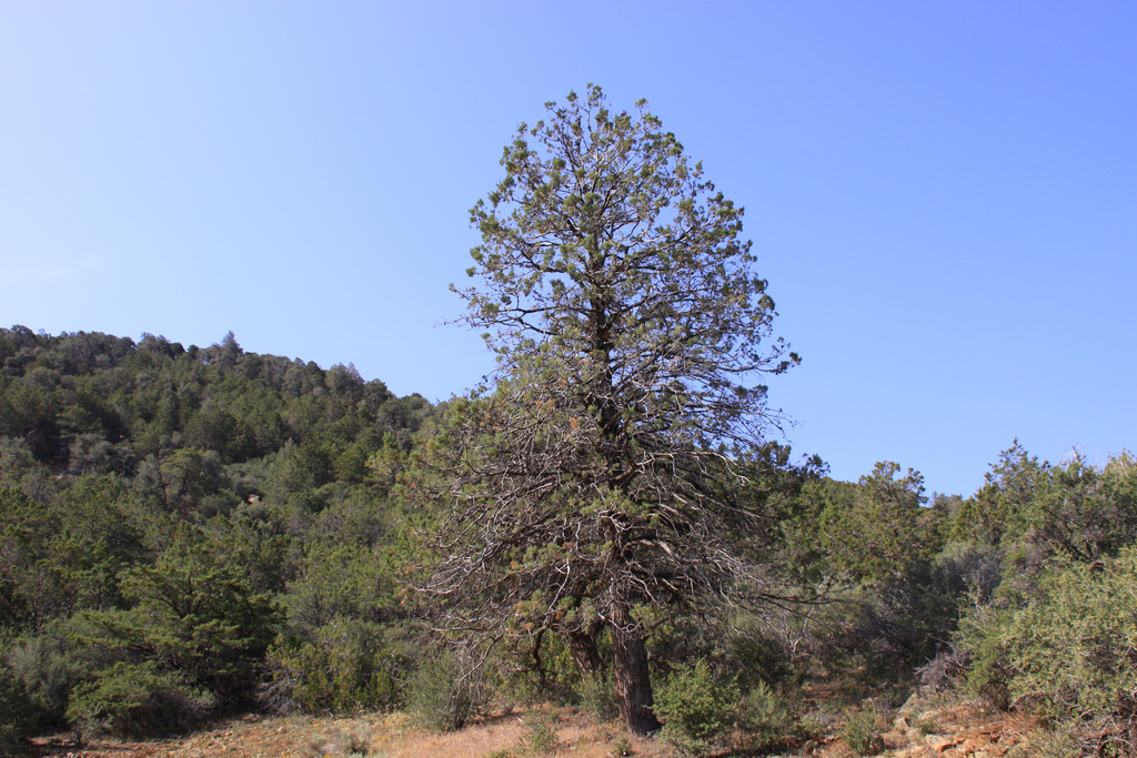 Piute Cypress (Cupressus nevadensis) - PlantNative.org Lone Piute cypress (Cupressus nevadensis) tree with narrow pyramidal crown growing on Piute Mountain, Sierra Nevada, California