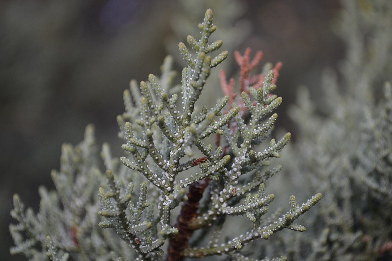 Piute Cypress (Cupressus nevadensis) - PlantNative.org Close-up of Piute cypress (Cupressus nevadensis) gray-green scale-like foliage covered in small resin glands