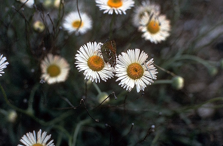 Plains Fleabane (Erigeron modestus) - PlantNative.org Plains Fleabane (Erigeron modestus) flowers with a butterfly visiting among dry grassland habitat