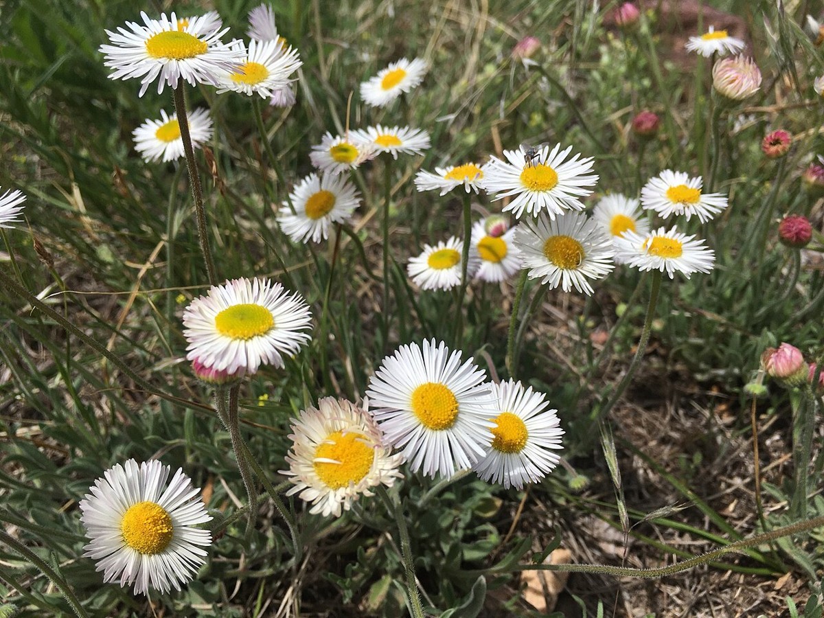 Plains Fleabane (Erigeron modestus) - PlantNative.org Clump of Plains Fleabane (Erigeron modestus) with many white daisy-like flowers and yellow centers growing among grasses