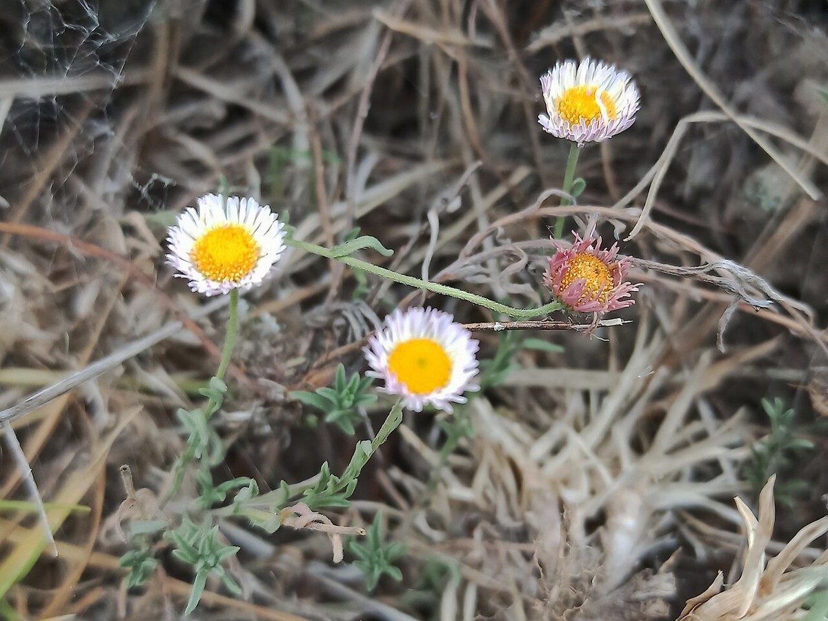 Plains Fleabane (Erigeron modestus) - PlantNative.org Close-up of Plains Fleabane (Erigeron modestus) flowers showing narrow white ray florets and yellow disc, with hairy gray-green foliage