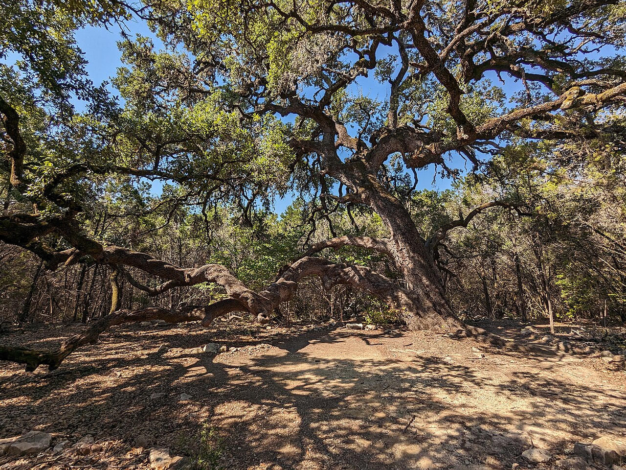 Plateau Live Oak (Quercus fusiformis) - PlantNative.org Large spreading Plateau Live Oak (Quercus fusiformis) with low, wide-reaching branches in the Texas Hill Country