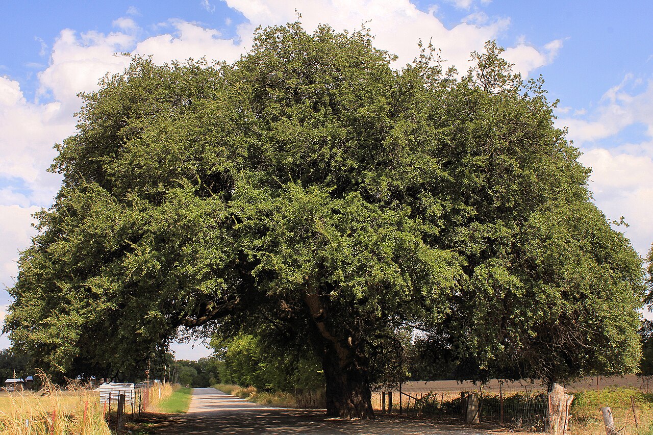 Plateau Live Oak (Quercus fusiformis) - PlantNative.org Mature Plateau Live Oak (Quercus fusiformis) with a broad, rounded canopy over a rural Texas road