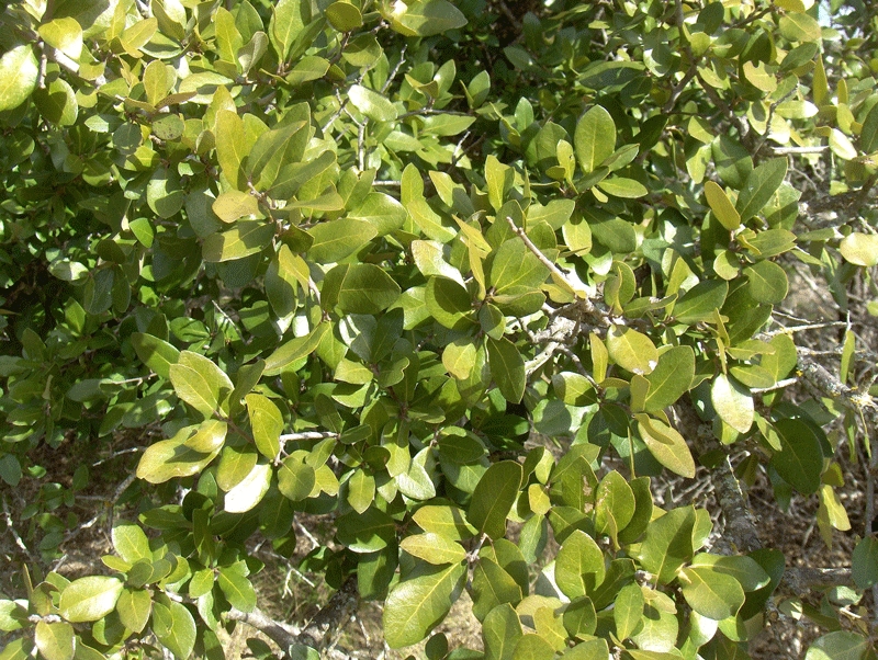 Plateau Live Oak (Quercus fusiformis) - PlantNative.org Close-up of glossy evergreen leaves of Plateau Live Oak (Quercus fusiformis) in Texas