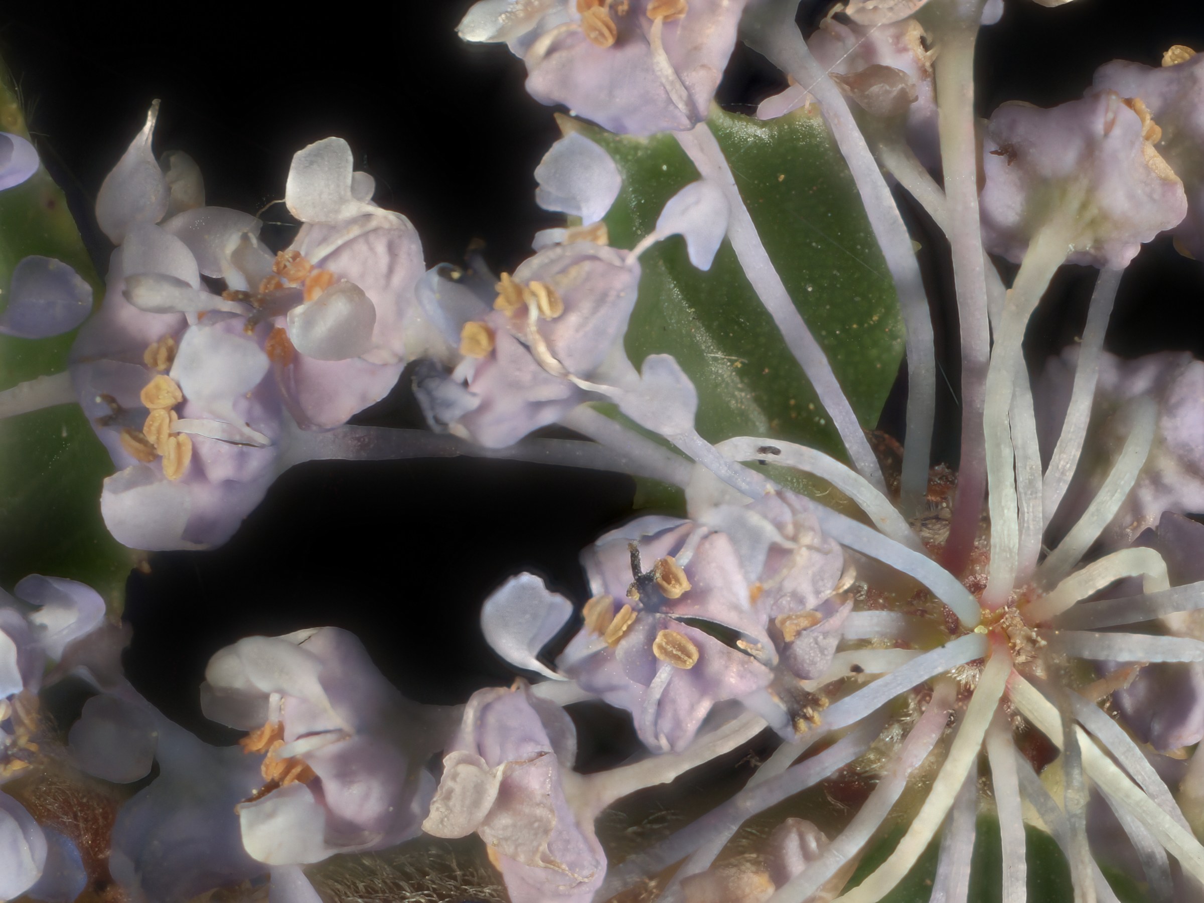Point Reyes Ceanothus (Ceanothus gloriosus) - PlantNative.org Close-up of Point Reyes ceanothus (Ceanothus gloriosus) flower cluster showing lavender-blue blooms with bright yellow stamens