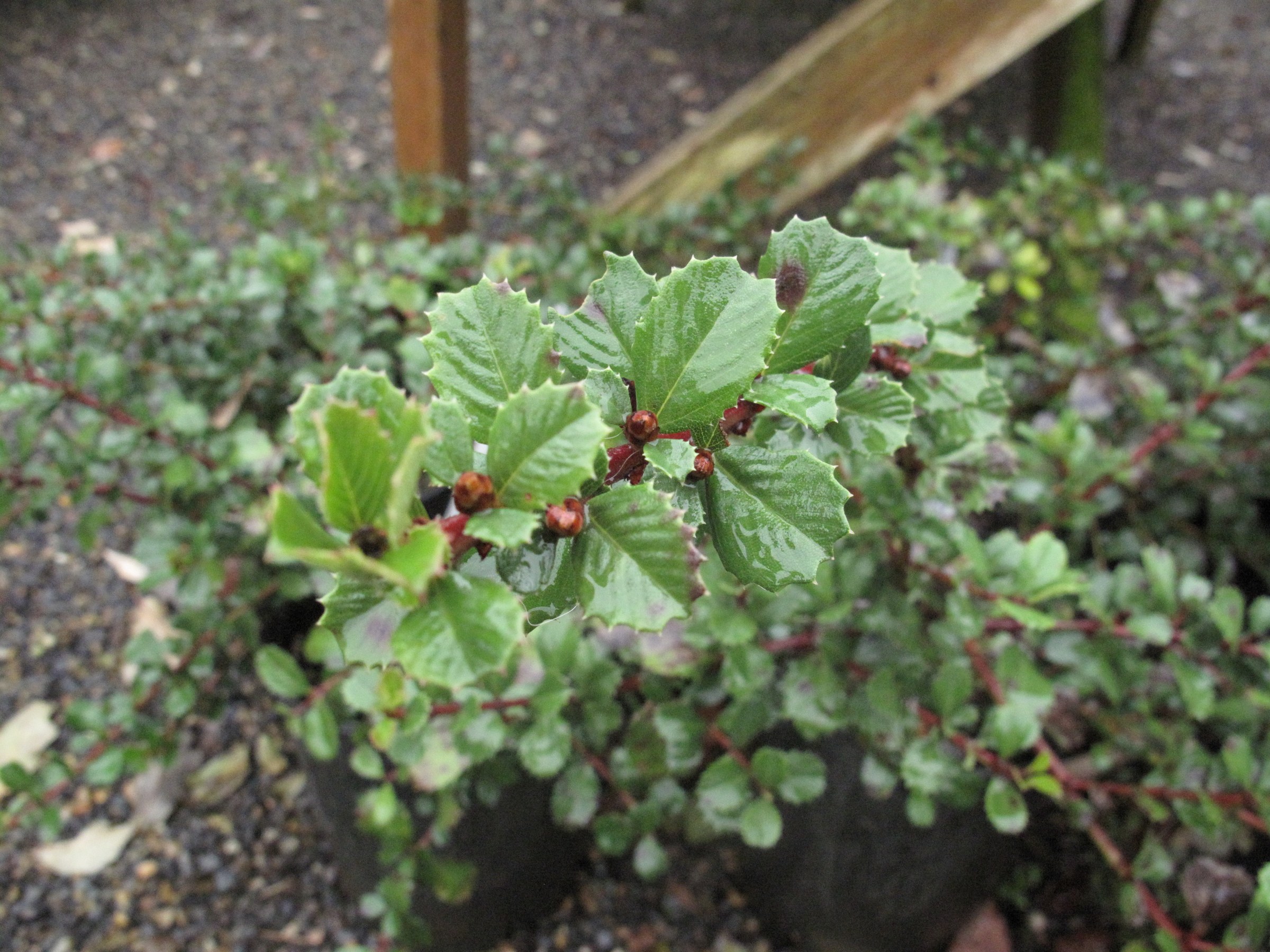 Point Reyes Ceanothus (Ceanothus gloriosus) - PlantNative.org Point Reyes ceanothus foliage showing its low, spreading mat-forming growth habit in a garden setting