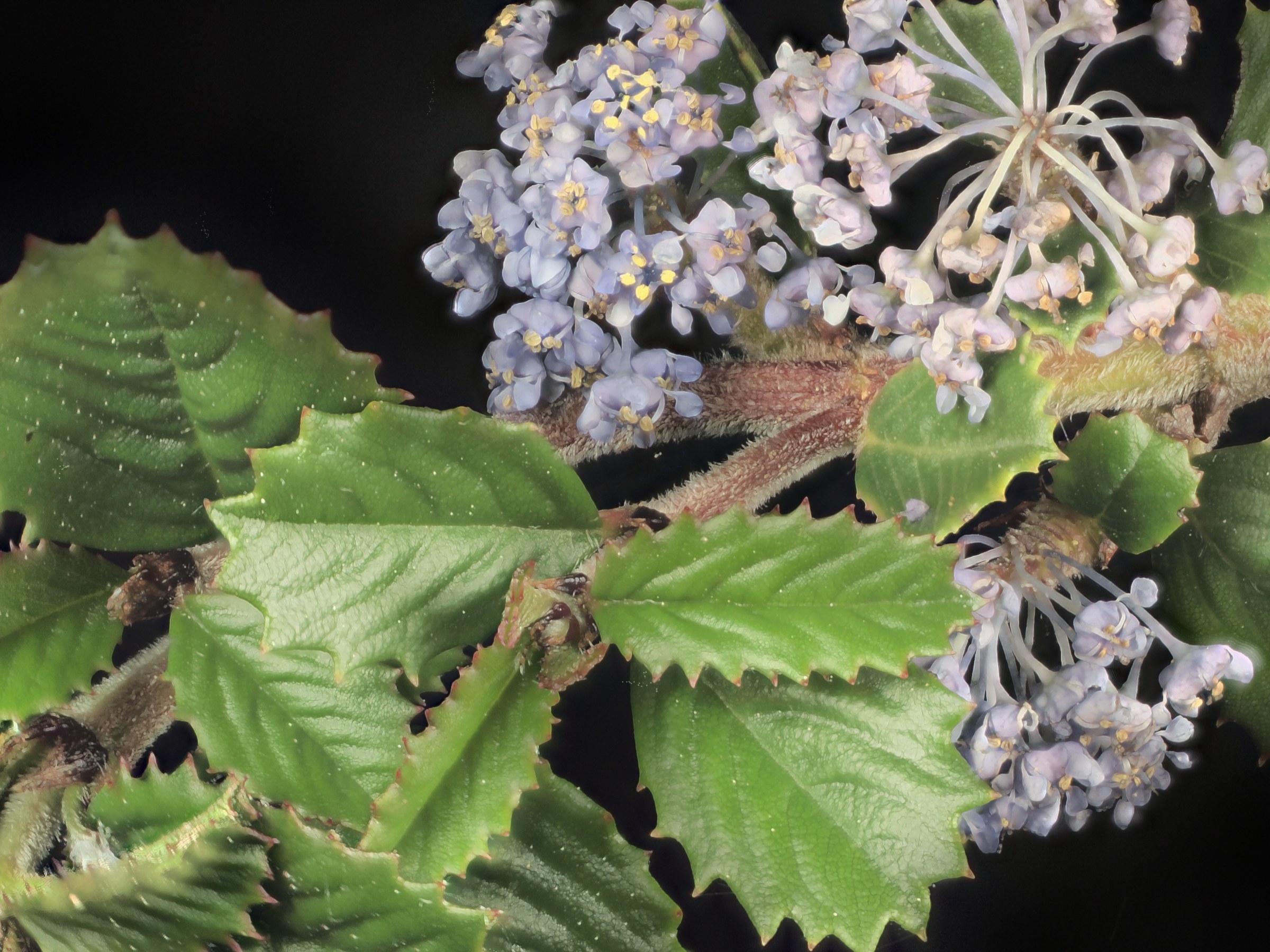 Point Reyes Ceanothus (Ceanothus gloriosus) - PlantNative.org Close-up of Point Reyes ceanothus showing the glossy, spiny-toothed, holly-like leaves alongside flower clusters