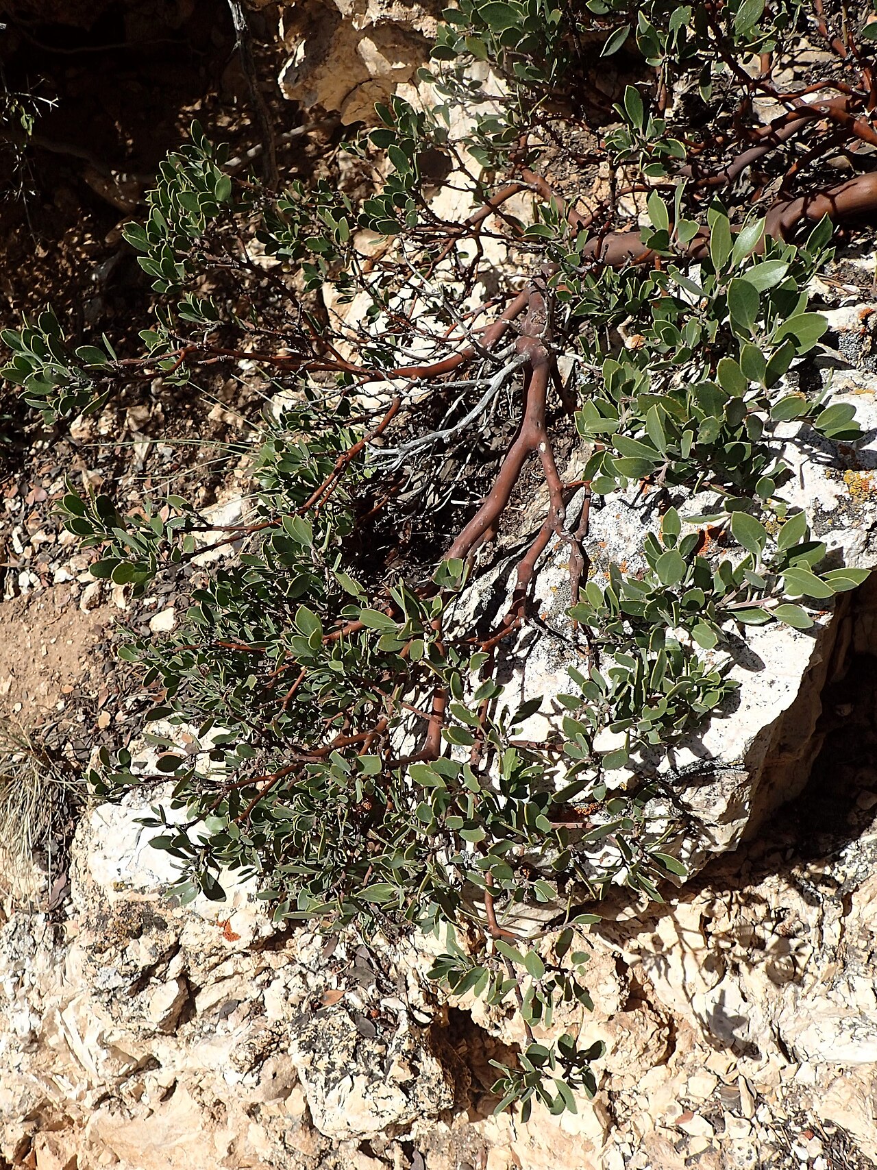 Pointleaf Manzanita (Arctostaphylos pungens) - PlantNative.org Pointleaf manzanita (Arctostaphylos pungens) low shrub with red stems and pointed leaves growing from a limestone rock crevice
