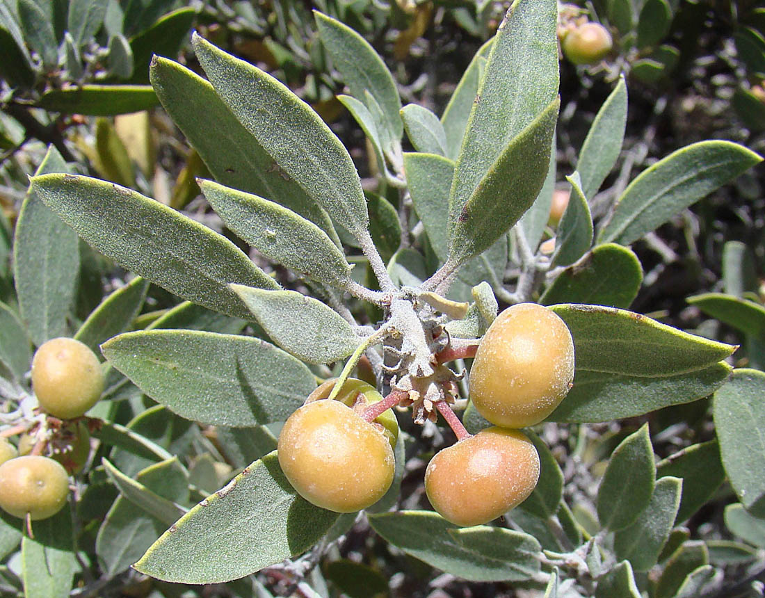 Pointleaf Manzanita (Arctostaphylos pungens) - PlantNative.org Close-up of pointleaf manzanita (Arctostaphylos pungens) orange-brown fruit clusters among pointed gray-green leaves