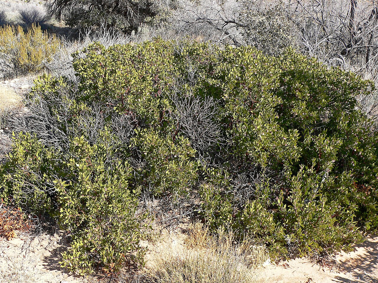 Pointleaf Manzanita (Arctostaphylos pungens) - PlantNative.org Pointleaf manzanita (Arctostaphylos pungens) dense rounded shrubs growing on a dry desert hillside