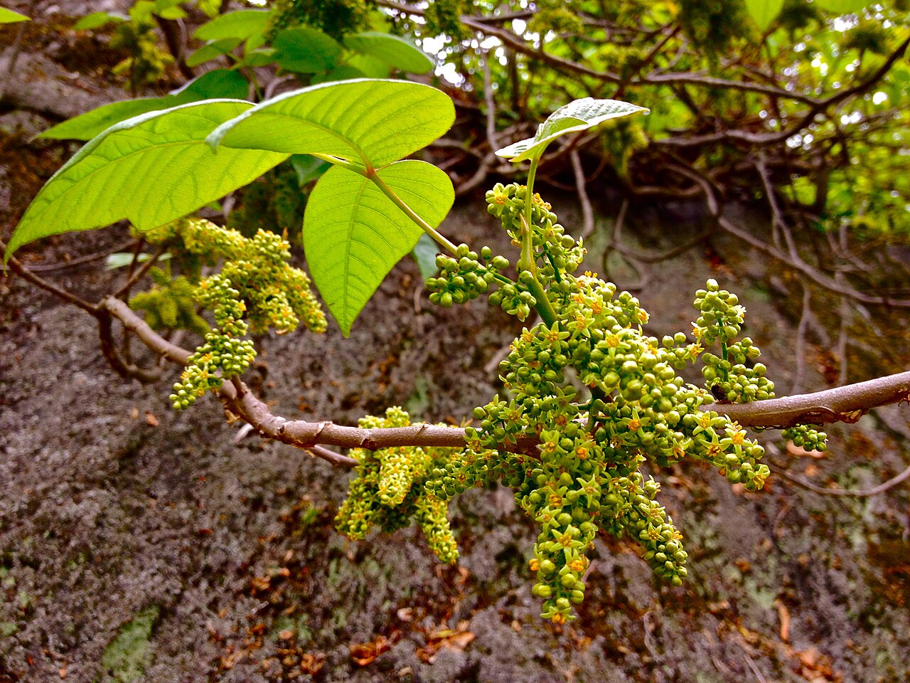Poison Ivy (Toxicodendron radicans) branch with clusters of small greenish-yellow flowers among trifoliate leaves