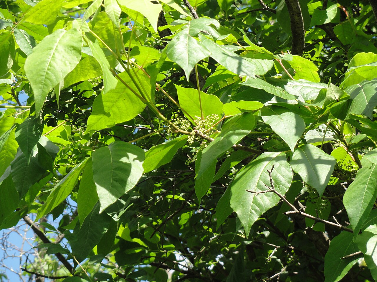 Close-up of Poison Ivy (Toxicodendron radicans) showing the three glossy leaflets with the longer-stalked center leaflet