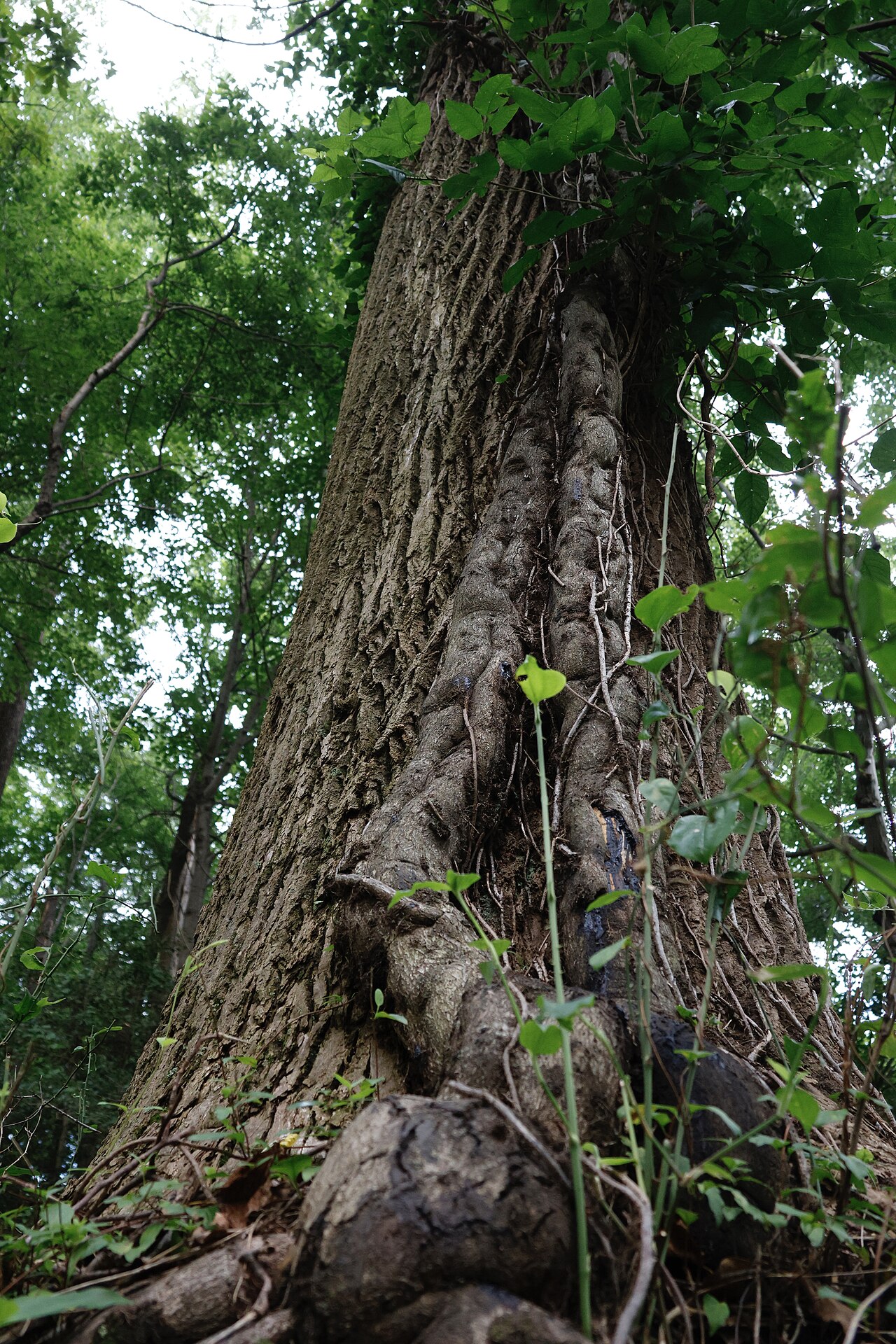 Poison Ivy (Toxicodendron radicans)