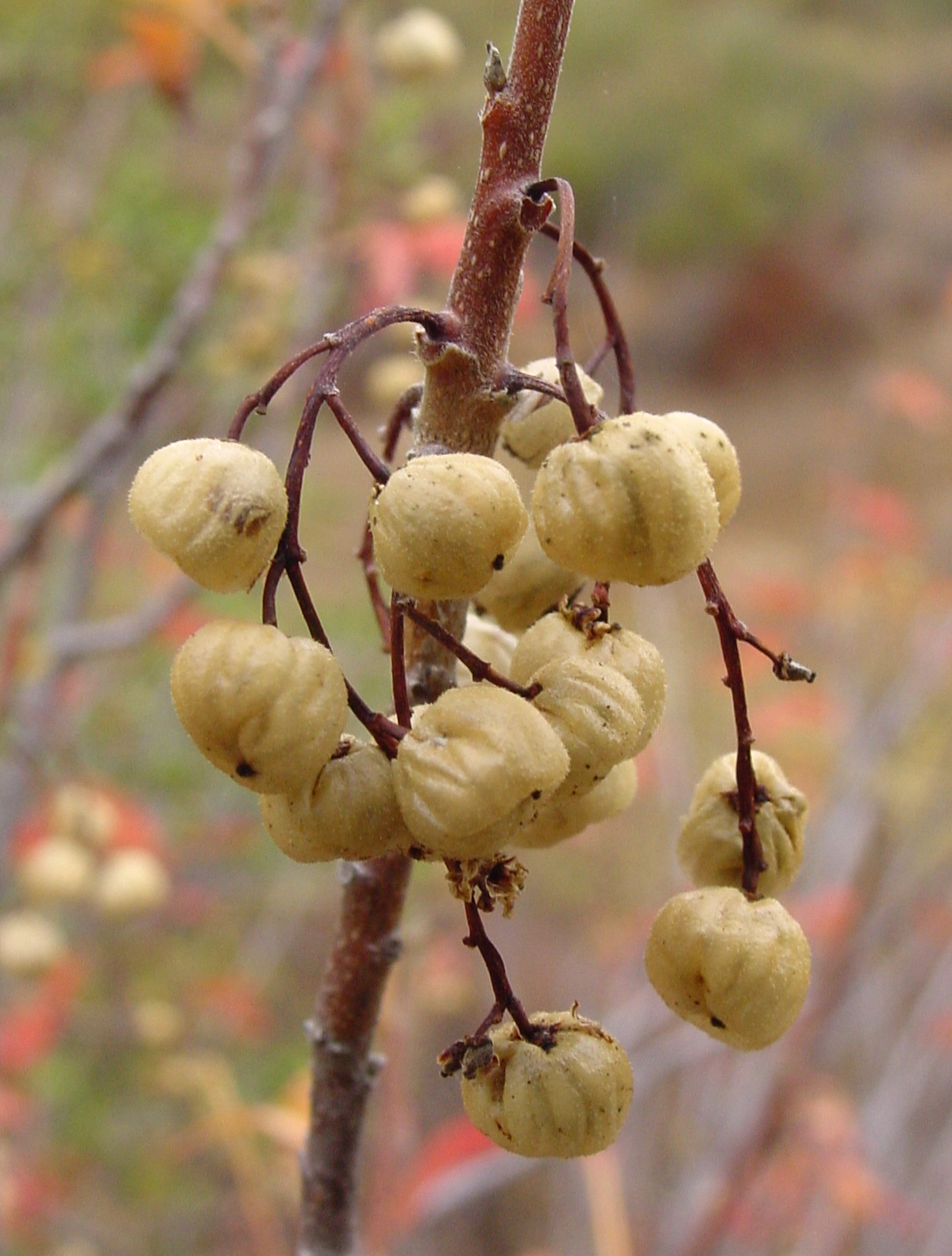Pacific Poison Oak (Toxicodendron diversilobum) - PlantNative.org Cluster of pale greenish-tan Toxicodendron diversilobum berries on a bare reddish stem