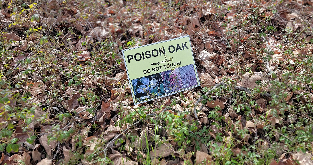Pacific Poison Oak (Toxicodendron diversilobum) - PlantNative.org A Poison Oak warning sign placed in dry fallen leaves along a trail, surrounded by low poison oak plants