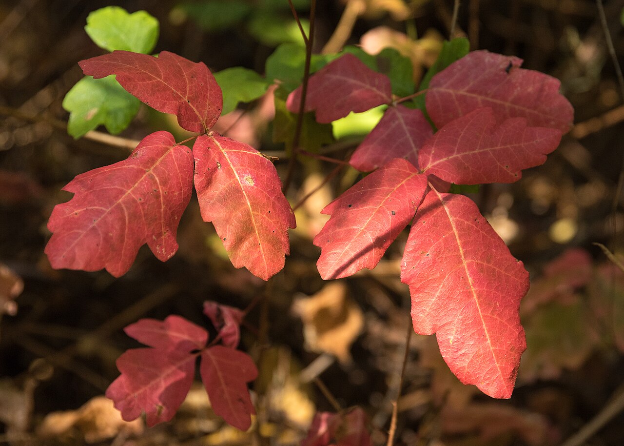 Pacific Poison Oak (Toxicodendron diversilobum) - PlantNative.org Pacific poison oak leaves turning bright red in fall at Samuel P. Taylor State Park, California, showing the classic three-leaflet form