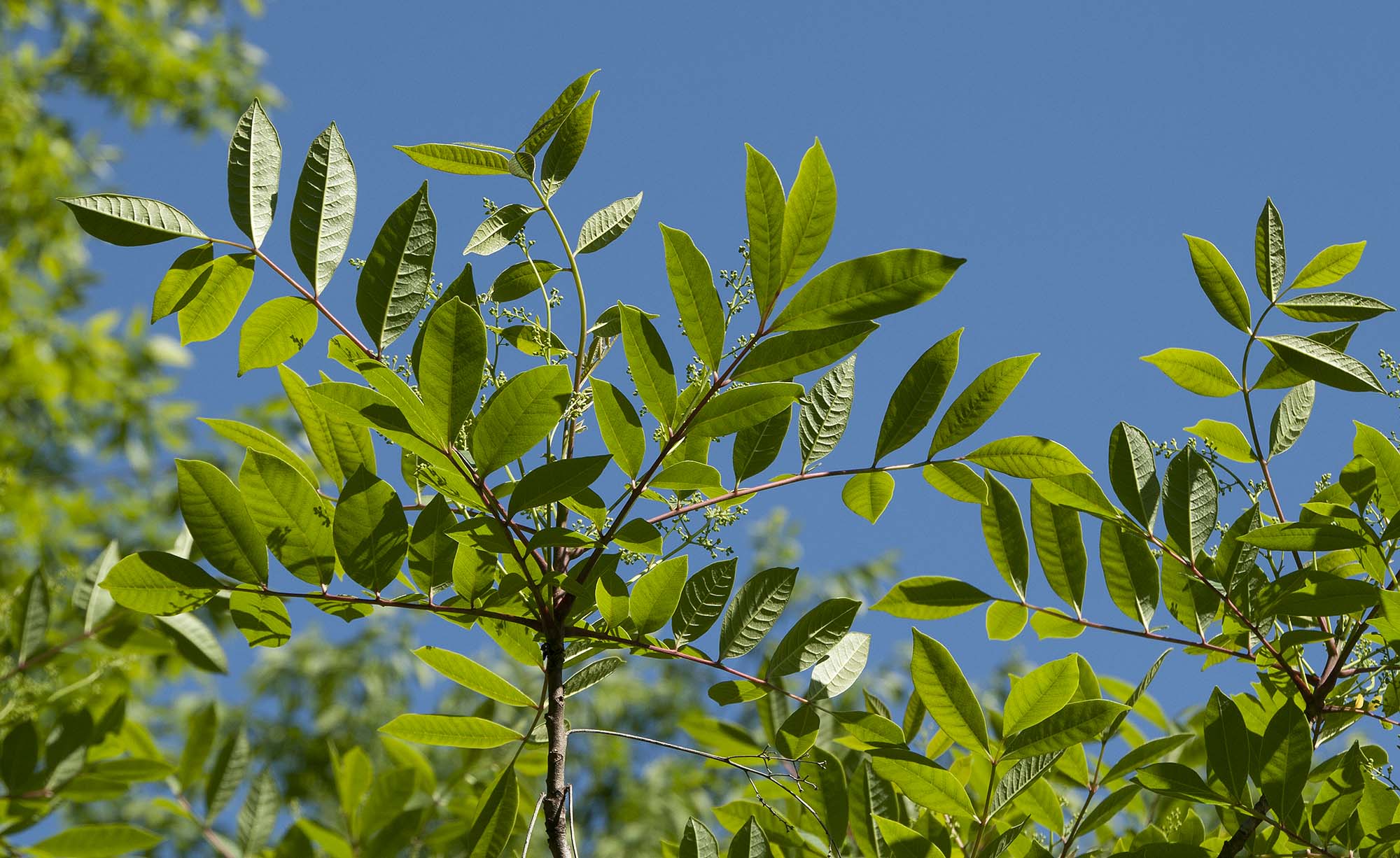 Poison Sumac (Toxicodendron vernix) - PlantNative.org Poison Sumac compound leaves against a blue sky in a Wisconsin bog