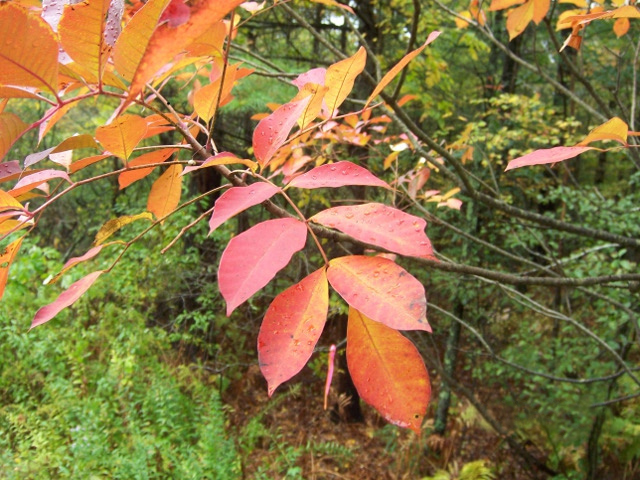 Poison Sumac (Toxicodendron vernix) - PlantNative.org Close-up of Poison Sumac compound leaves in brilliant orange and red autumn color