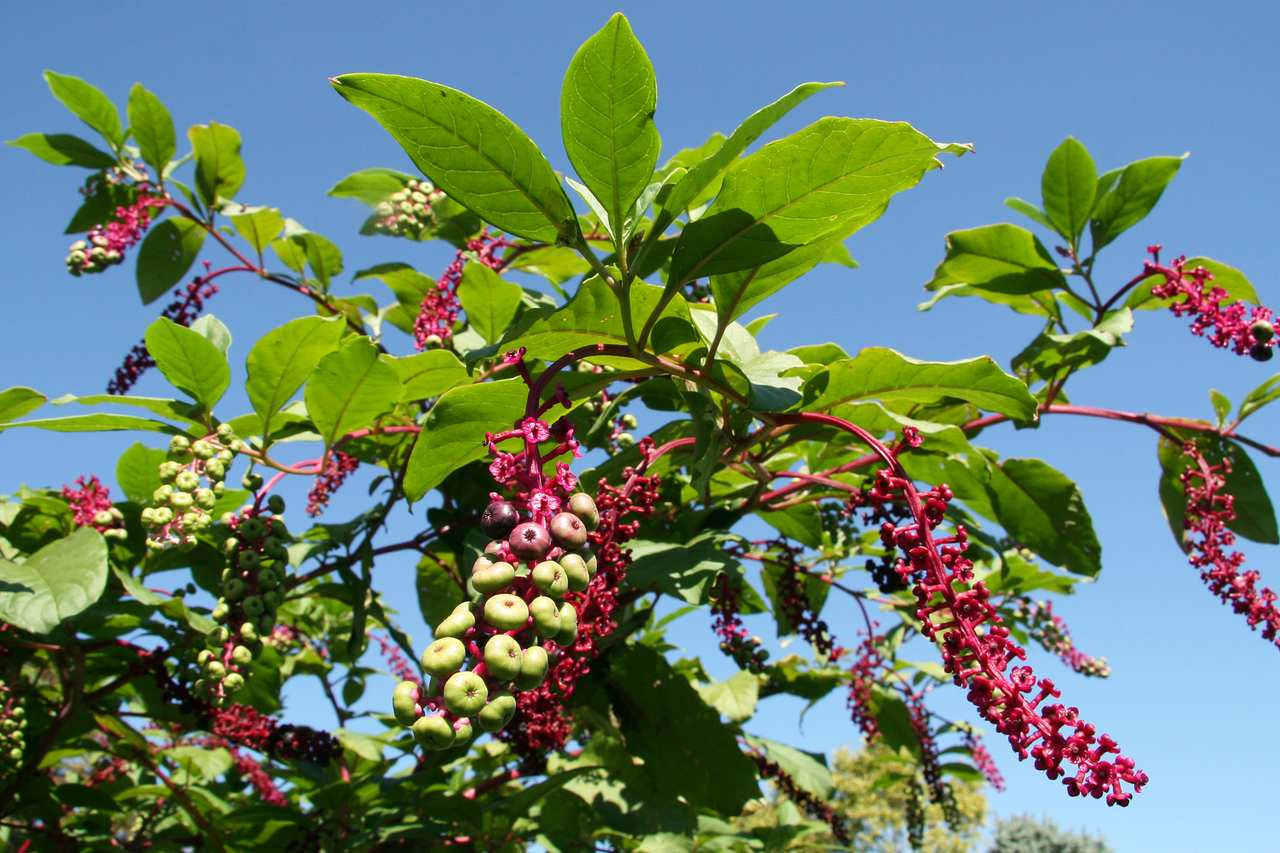Close-up of ripe pokeweed berries on magenta stems against green leaves
