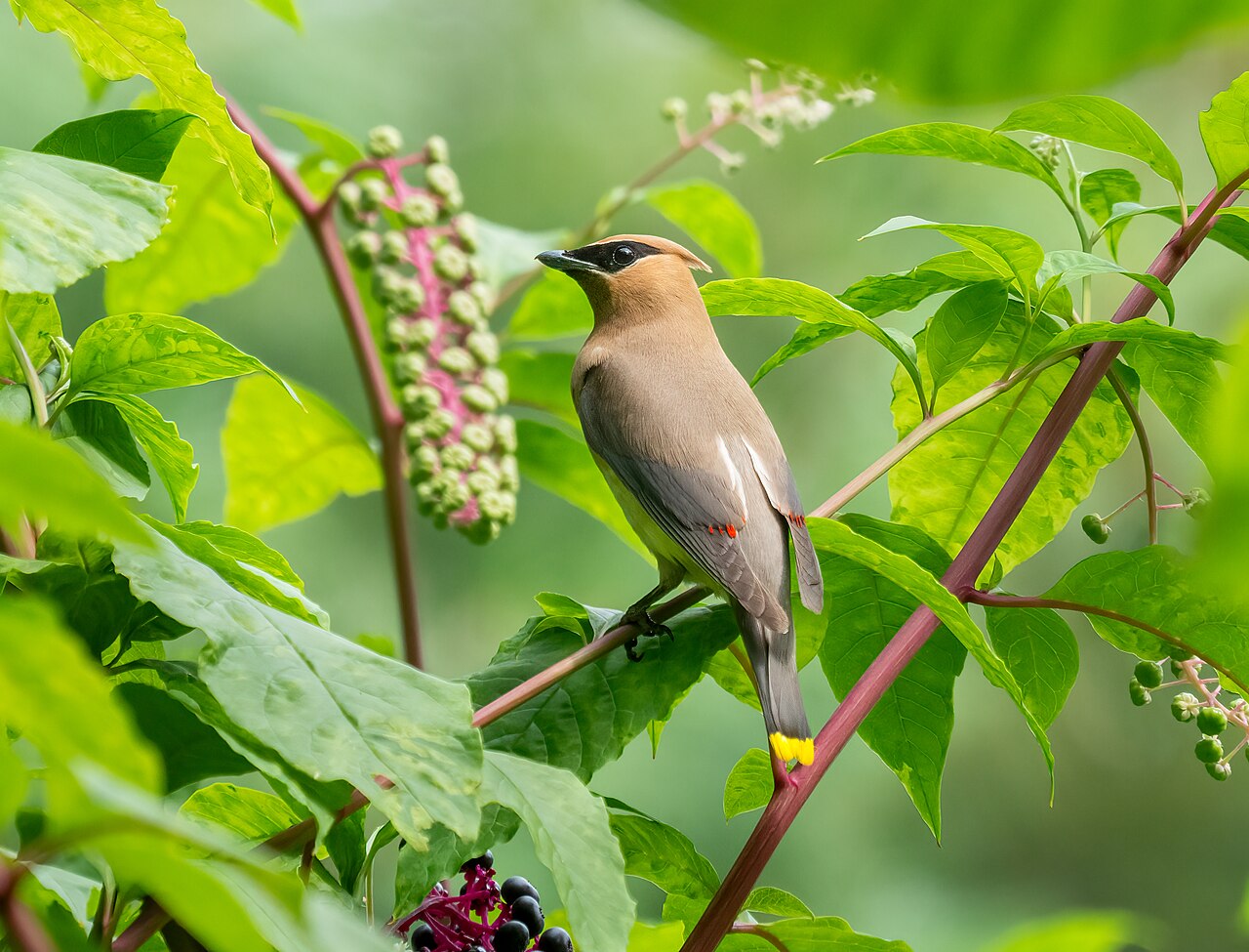 Cedar waxwing perched among pokeweed berries and foliage