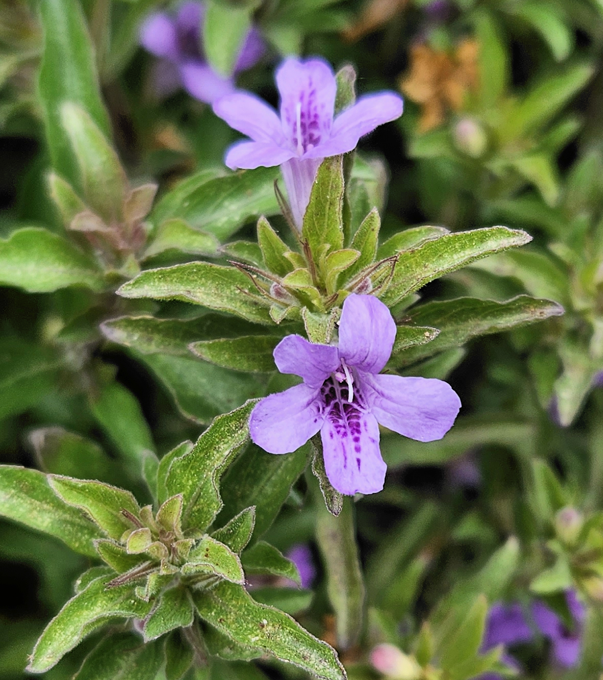 Polkadot Plant (Dyschoriste linearis) - PlantNative.org Polkadot Plant (Dyschoriste linearis) lavender two-lipped flowers with purple throat markings among narrow opposite leaves