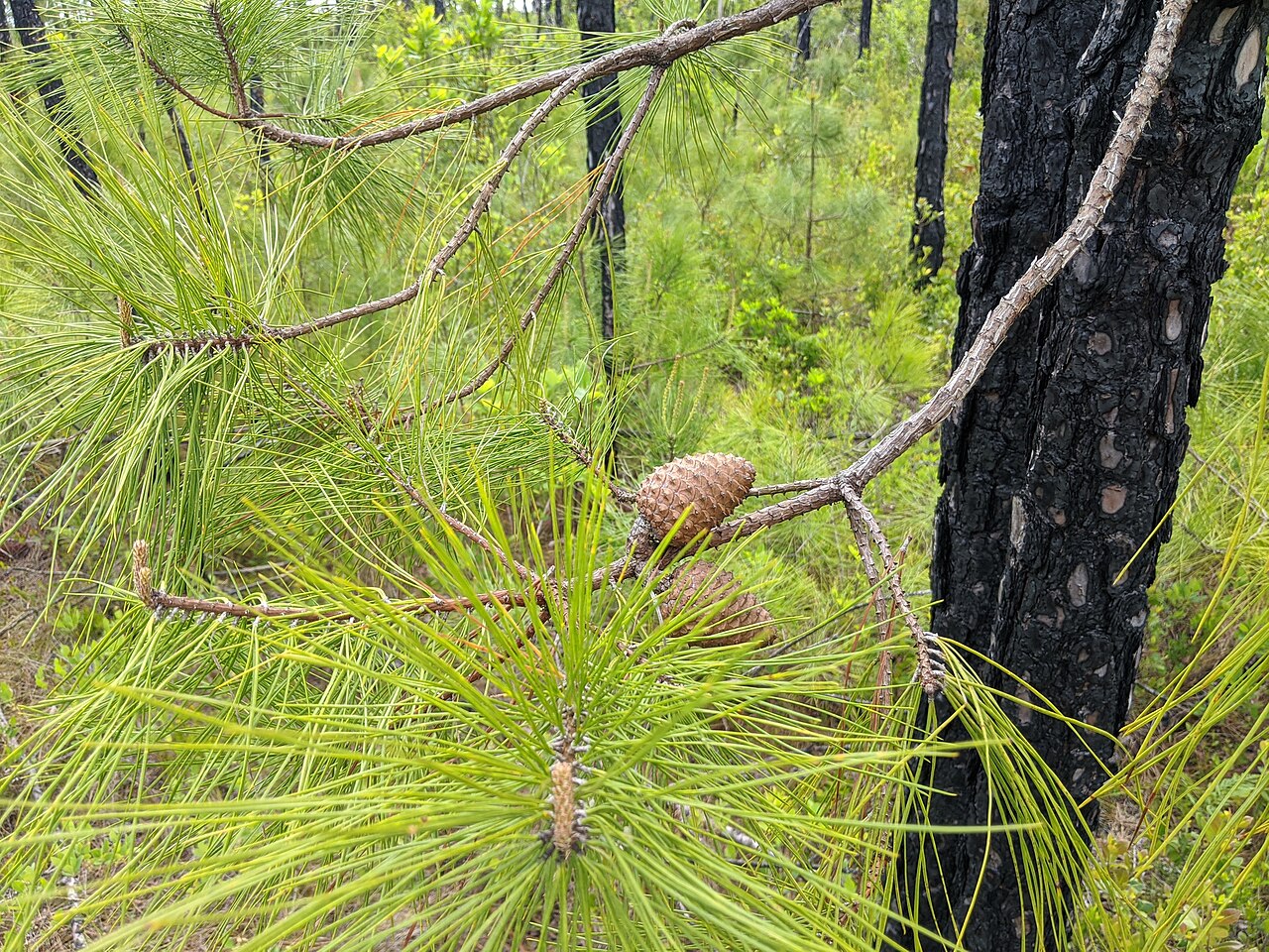 Pond pine (Pinus serotina) serotinous cones held on a branch beside fire-blackened bark in a recently burned North Carolina pocosin
