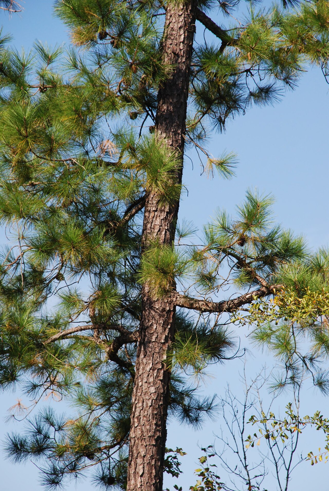 Close-up of pond pine (Pinus serotina) trunk with bundled needles and rounded resin-sealed cones