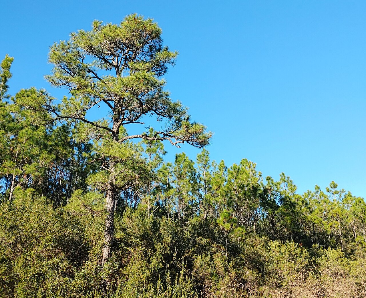 Pond pine (Pinus serotina) tree with rounded, irregular crown growing above pocosin shrubs in Franklin County, Florida