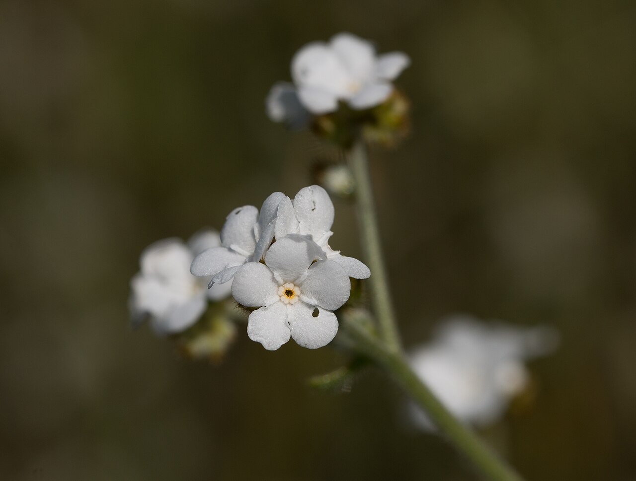 Popcorn Flower (Plagiobothrys nothofulvus) - PlantNative.org Popcorn flower (Plagiobothrys nothofulvus) cluster of small white flowers with yellow centers