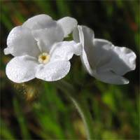 Popcorn Flower (Plagiobothrys nothofulvus) - PlantNative.org Close-up of two popcorn flower (Plagiobothrys nothofulvus) blossoms showing their five white petals