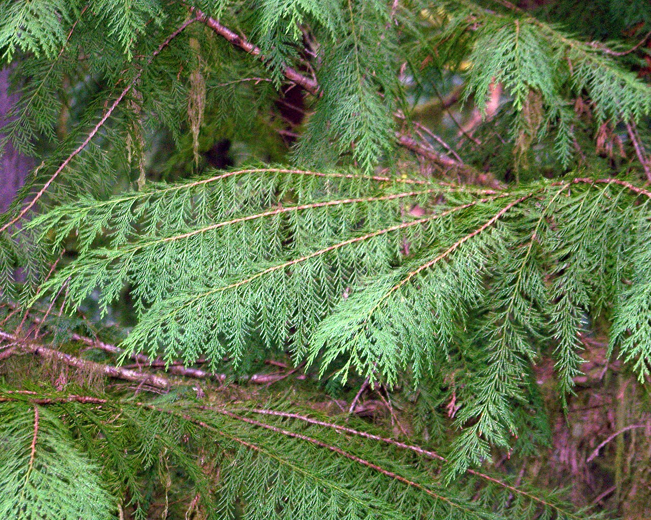Port Orford Cedar (Chamaecyparis lawsoniana) - PlantNative.org Close-up of Port Orford cedar (Chamaecyparis lawsoniana) flattened foliage sprays showing lacy frond-like texture