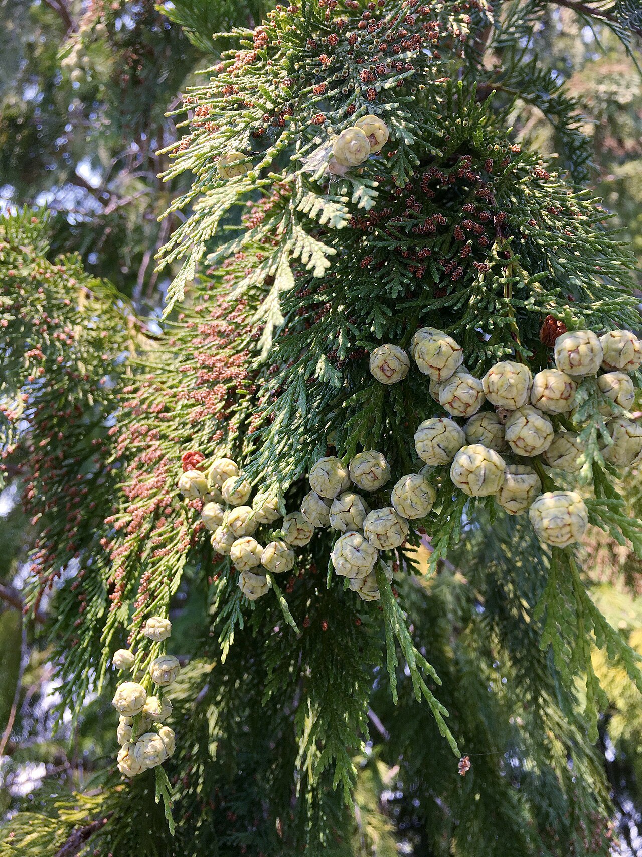 Port Orford Cedar (Chamaecyparis lawsoniana) - PlantNative.org Port Orford cedar (Chamaecyparis lawsoniana) cones and flattened foliage sprays growing wild near Klamath, California