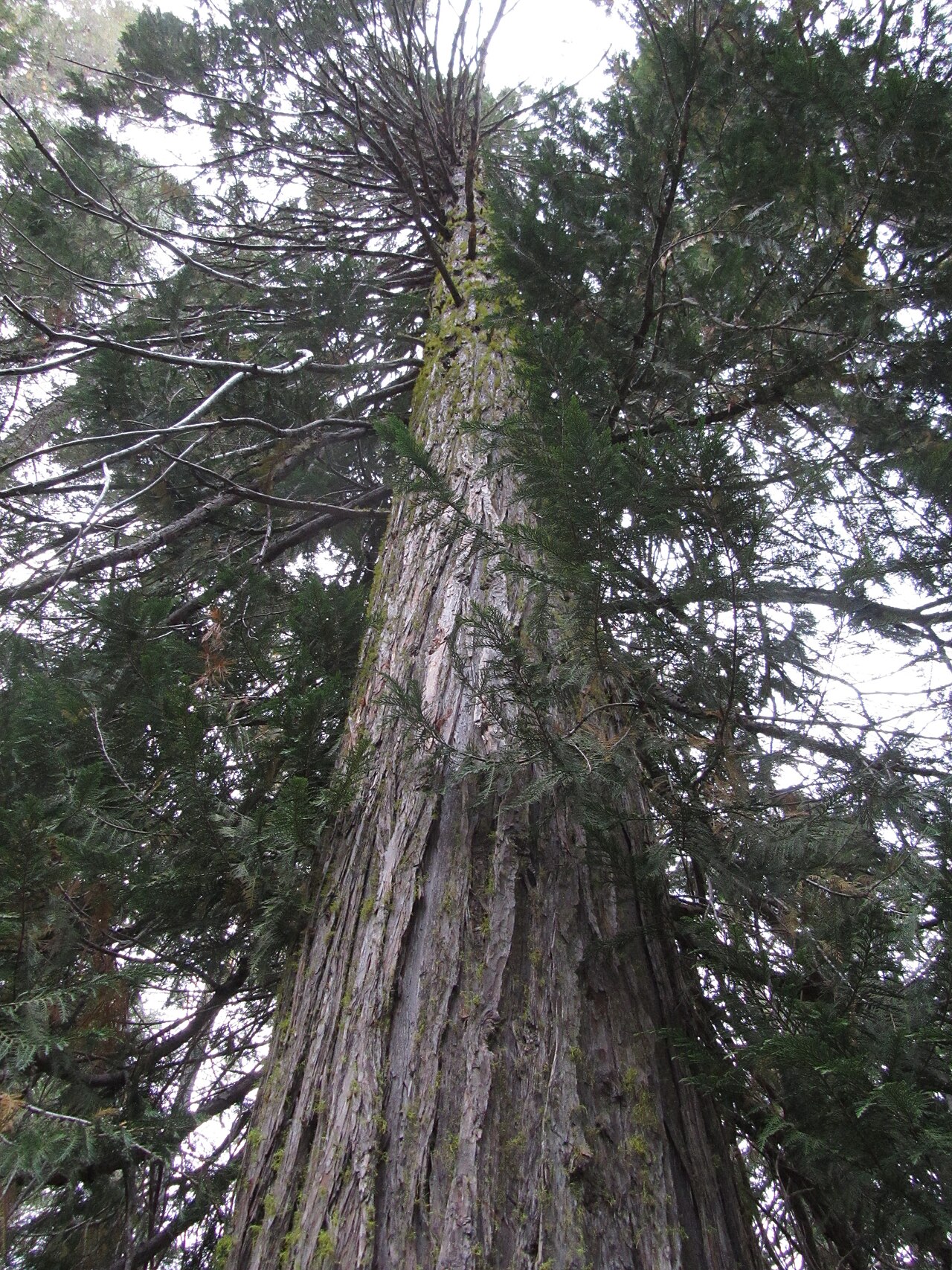Port Orford Cedar (Chamaecyparis lawsoniana) - PlantNative.org Tall old-growth Port Orford cedar (Chamaecyparis lawsoniana) trunk with furrowed bark viewed from below