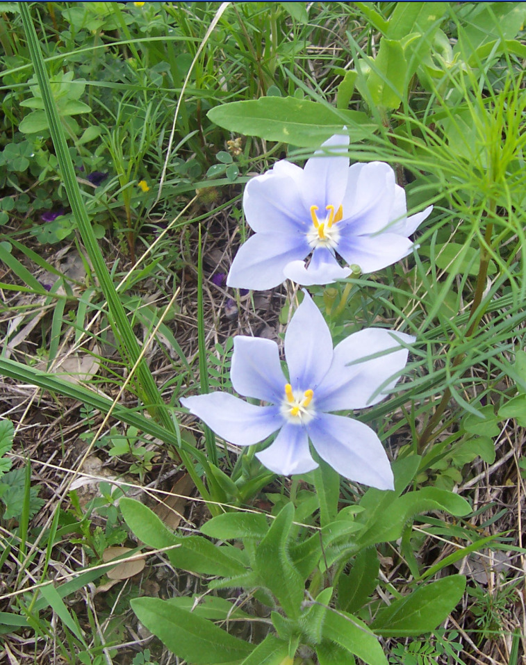 Close-up of two blue-violet Nemastylis geminiflora flowers with yellow stamens and white throats
