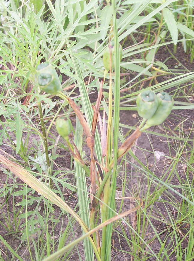 Green seed capsules of Nemastylis geminiflora forming among pleated grass-like leaves