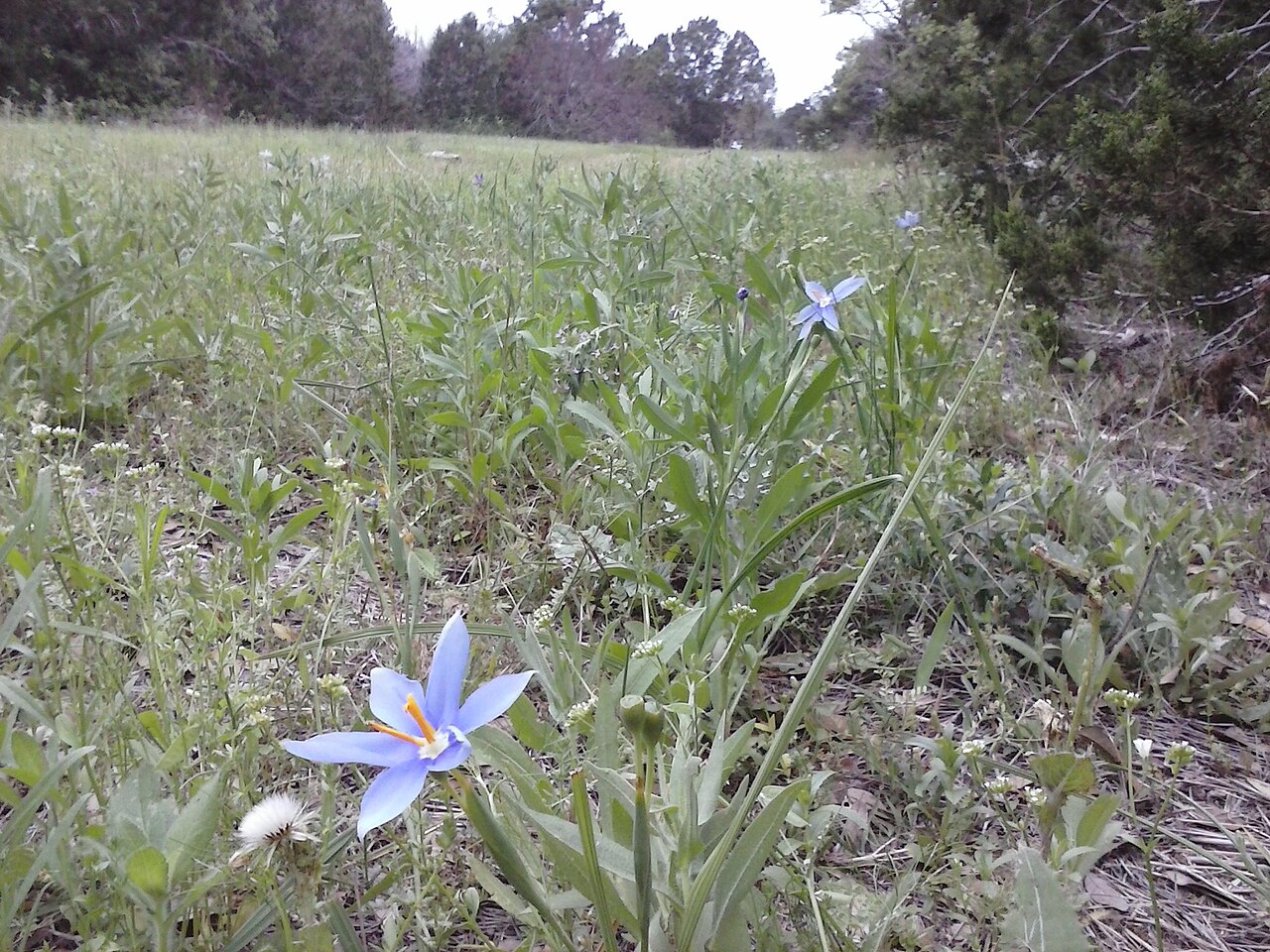 Prairie Celestial Lily (Nemastylis geminiflora) blue-violet flowers blooming in a grassy Texas prairie