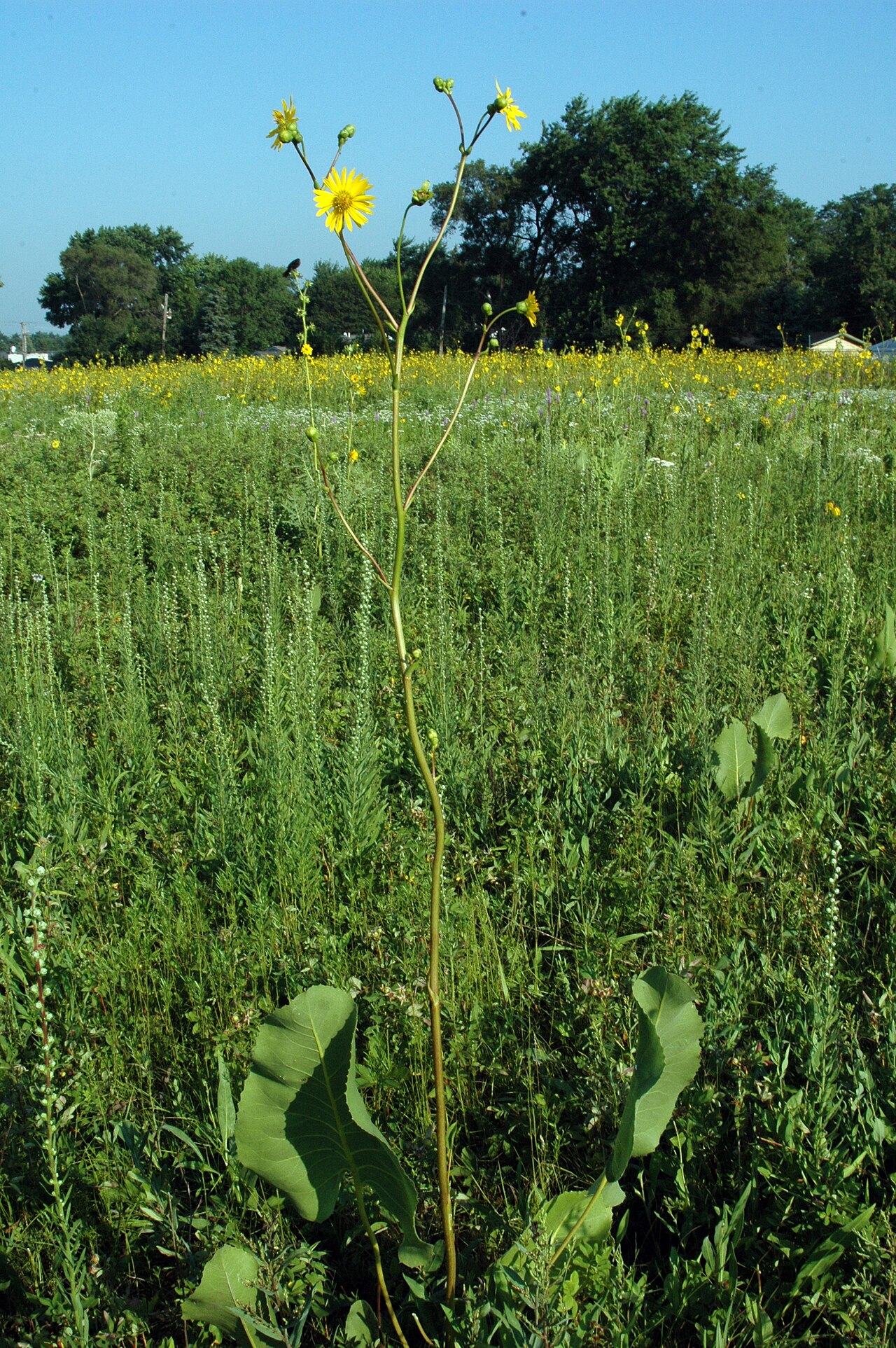 A single Prairie Dock (Silphium terebinthinaceum) plant with tall flower stalk and huge basal leaves growing in a tallgrass prairie preserve