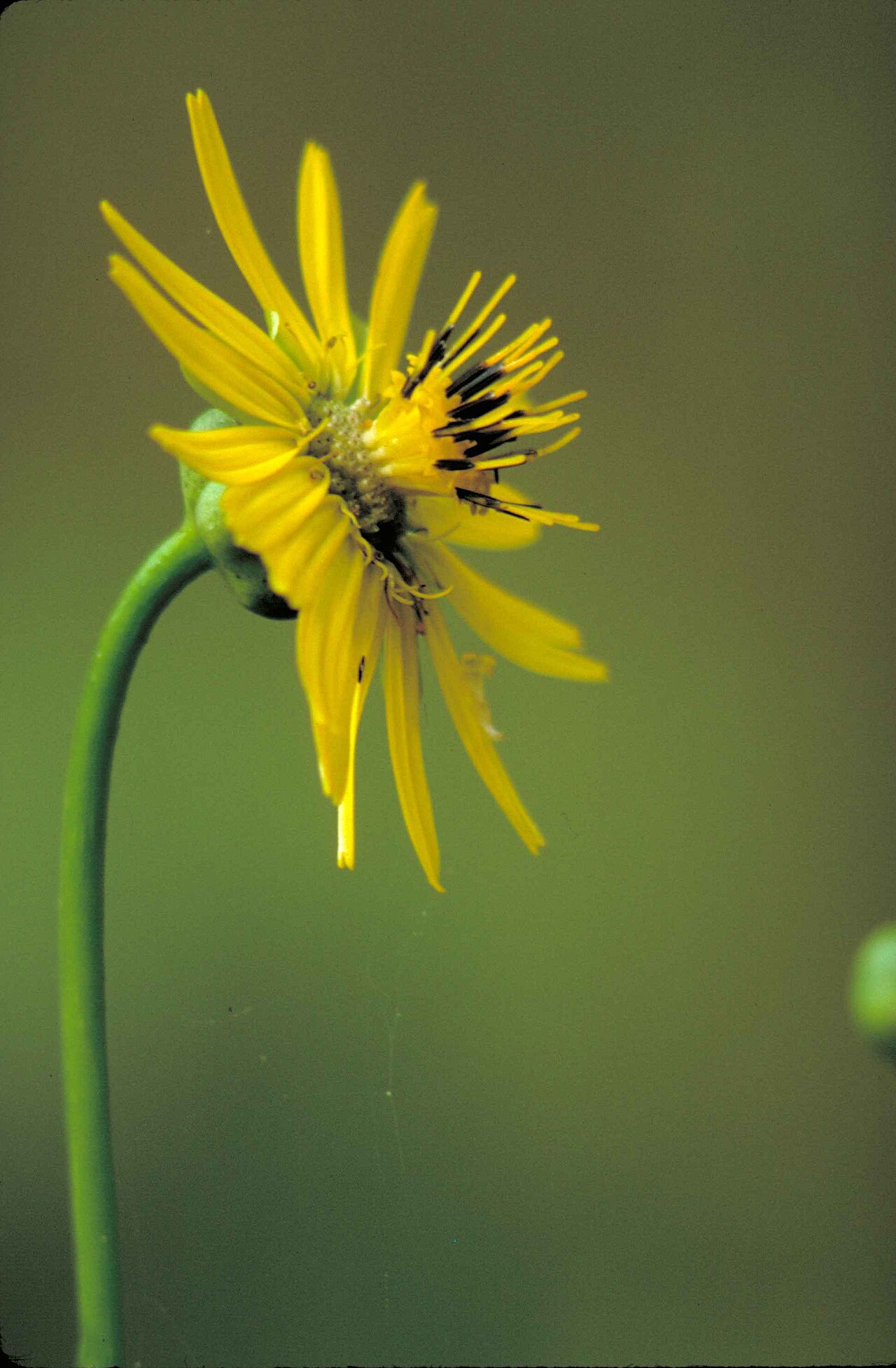 Close-up of a single yellow sunflower-like flower head of Prairie Dock (Silphium terebinthinaceum)
