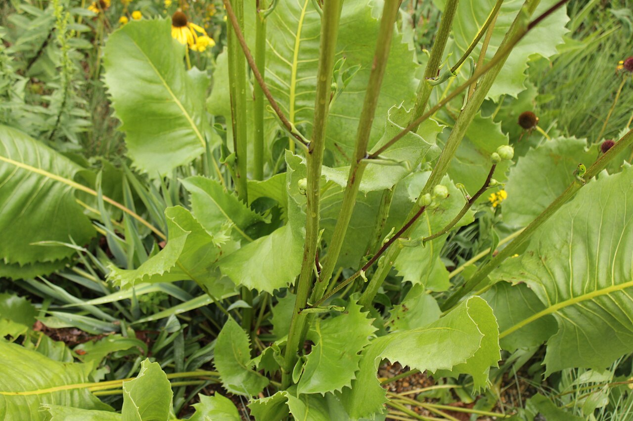 Large, rough-textured basal leaves of Prairie Dock (Silphium terebinthinaceum) at the base of the flowering stalk