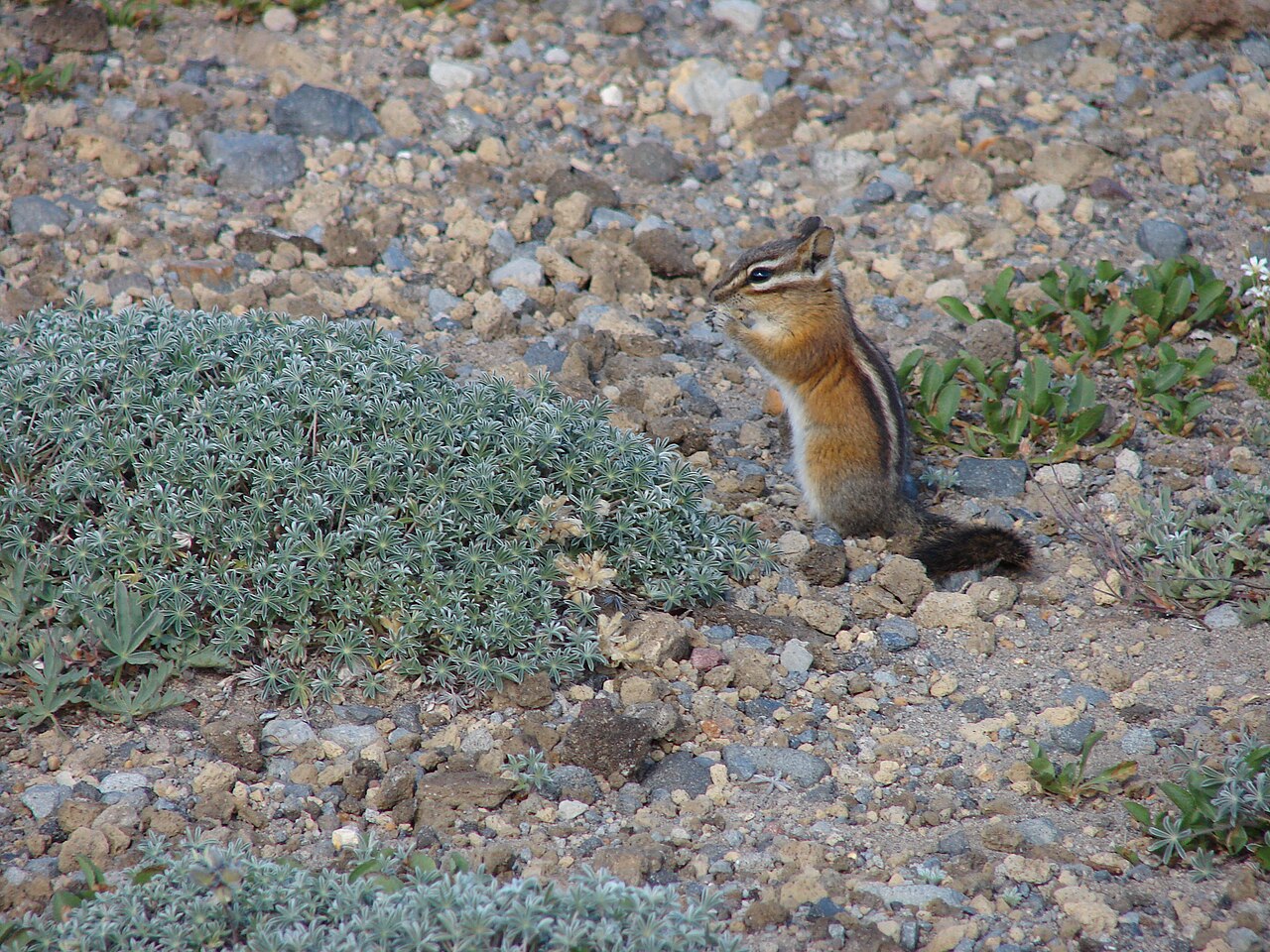 Prairie Lupine (Lupinus lepidus) - PlantNative.org A chipmunk foraging beside a mound of Prairie Lupine foliage on a rocky subalpine slope