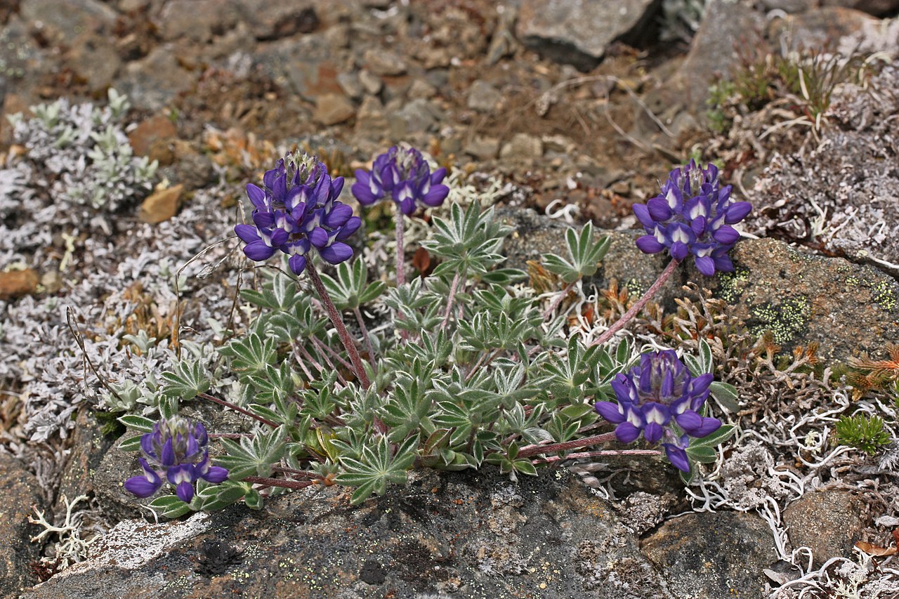 Prairie Lupine (Lupinus lepidus) - PlantNative.org Close-up of Prairie Lupine (Lupinus lepidus) showing silvery-haired leaves and compact spikes of blue-violet flowers