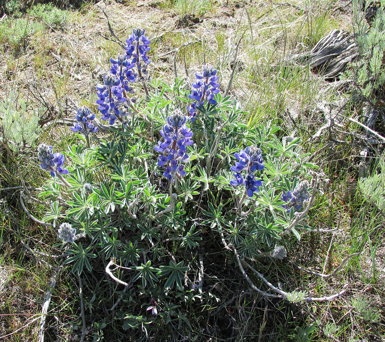 Prairie Lupine (Lupinus lepidus) - PlantNative.org Prairie Lupine (Lupinus lepidus) growing as a mounded clump with blue-purple flower spikes in dry grassland