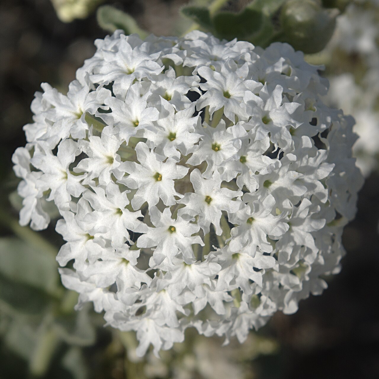 Prairie Sand Verbena (Abronia fragrans) - PlantNative.org Close-up of a round white flower cluster of prairie sand verbena (Abronia fragrans) showing individual tubular blooms