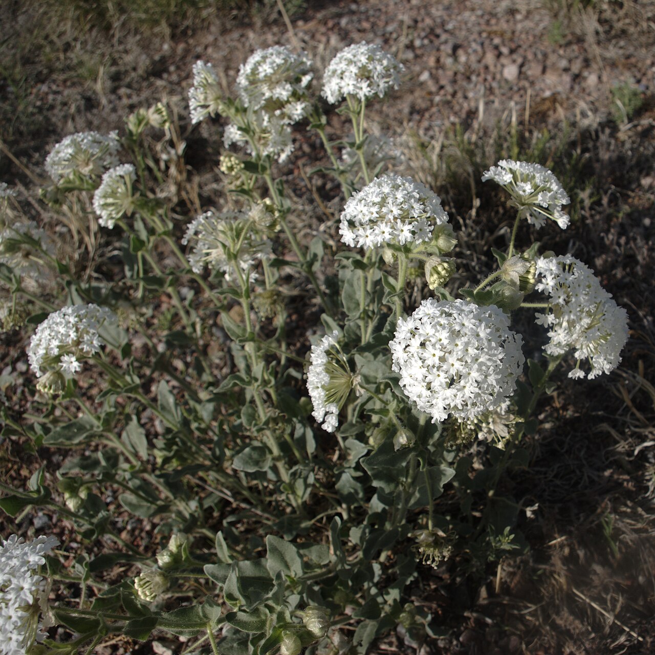 Prairie Sand Verbena (Abronia fragrans) - PlantNative.org Clump of prairie sand verbena (Abronia fragrans) with rounded white flower clusters growing in sandy soil