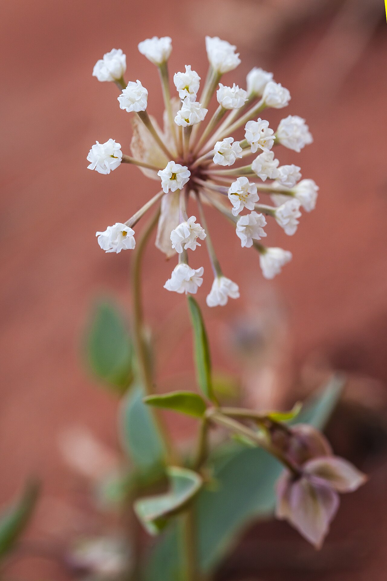 Prairie Sand Verbena (Abronia fragrans) - PlantNative.org Prairie sand verbena (Abronia fragrans) flower cluster growing against red sandstone in Utah habitat