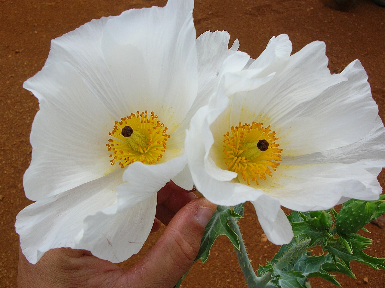 Puakala (Argemone glauca) - PlantNative.org Close-up of two large white puakala (Argemone glauca) flowers with crinkled petals and golden-yellow stamens