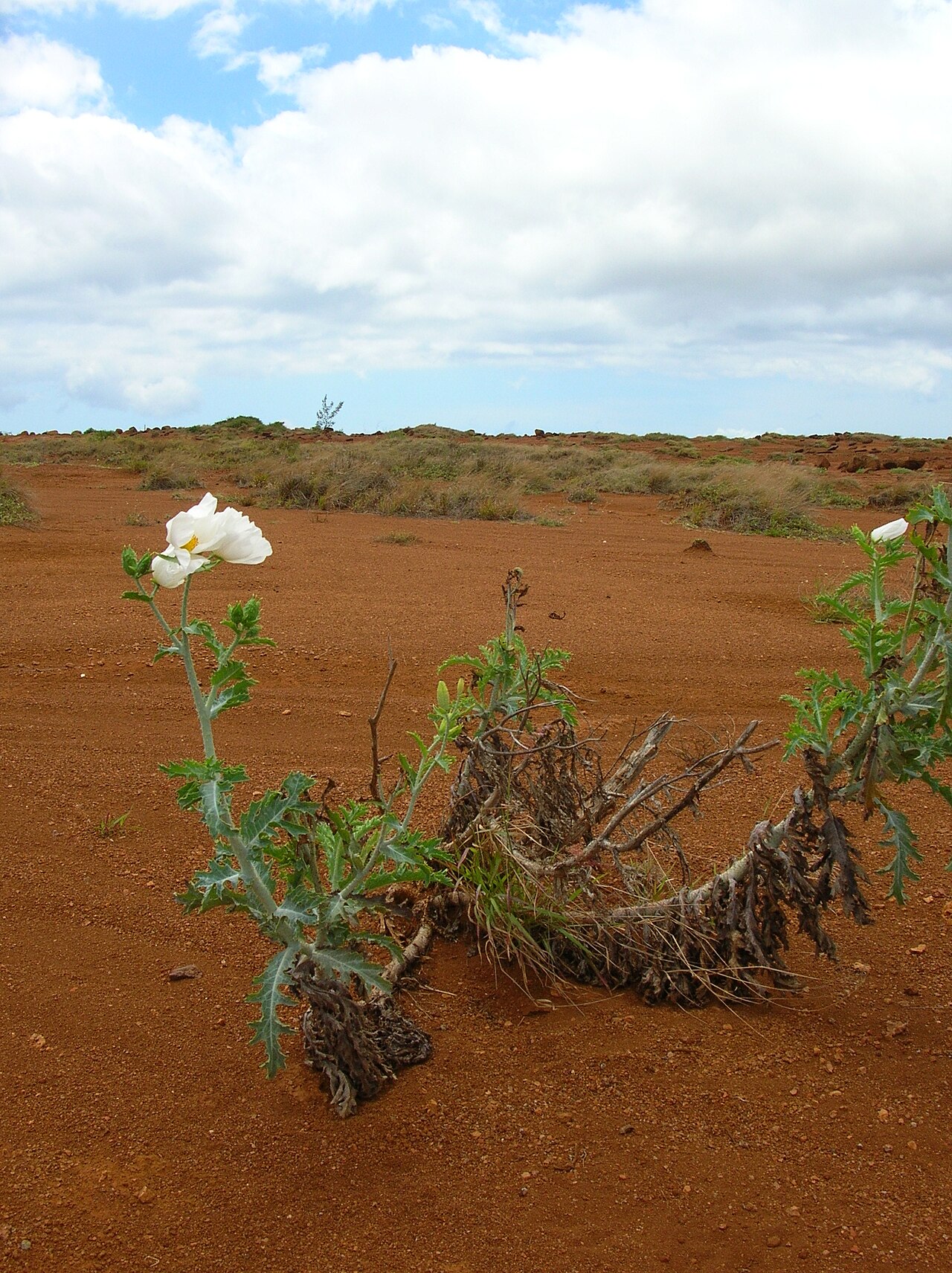 Puakala (Argemone glauca) - PlantNative.org Puakala (Argemone glauca) flowering plant growing from bare red volcanic soil on Kahoolawe, Hawaii