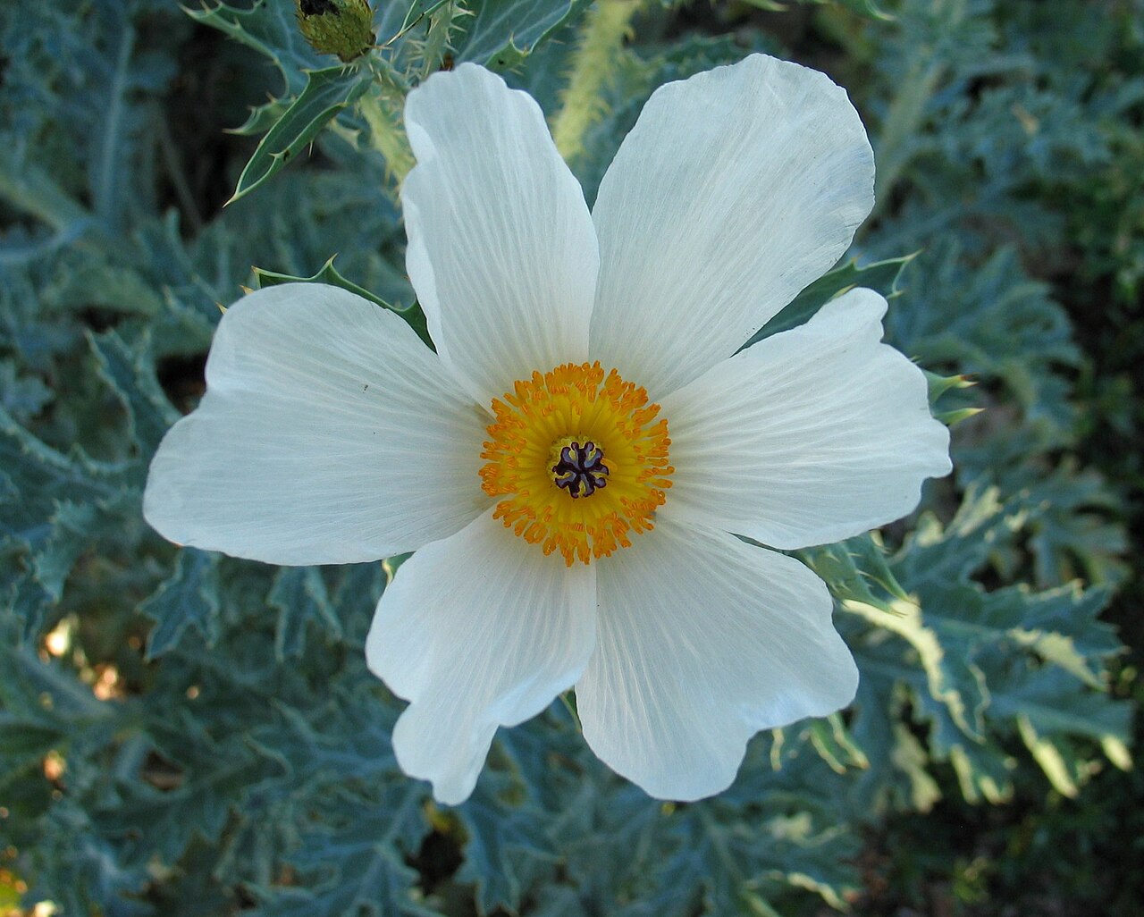 Puakala (Argemone glauca) - PlantNative.org Puakala (Argemone glauca) flower surrounded by deeply lobed, spiny, blue-gray leaves