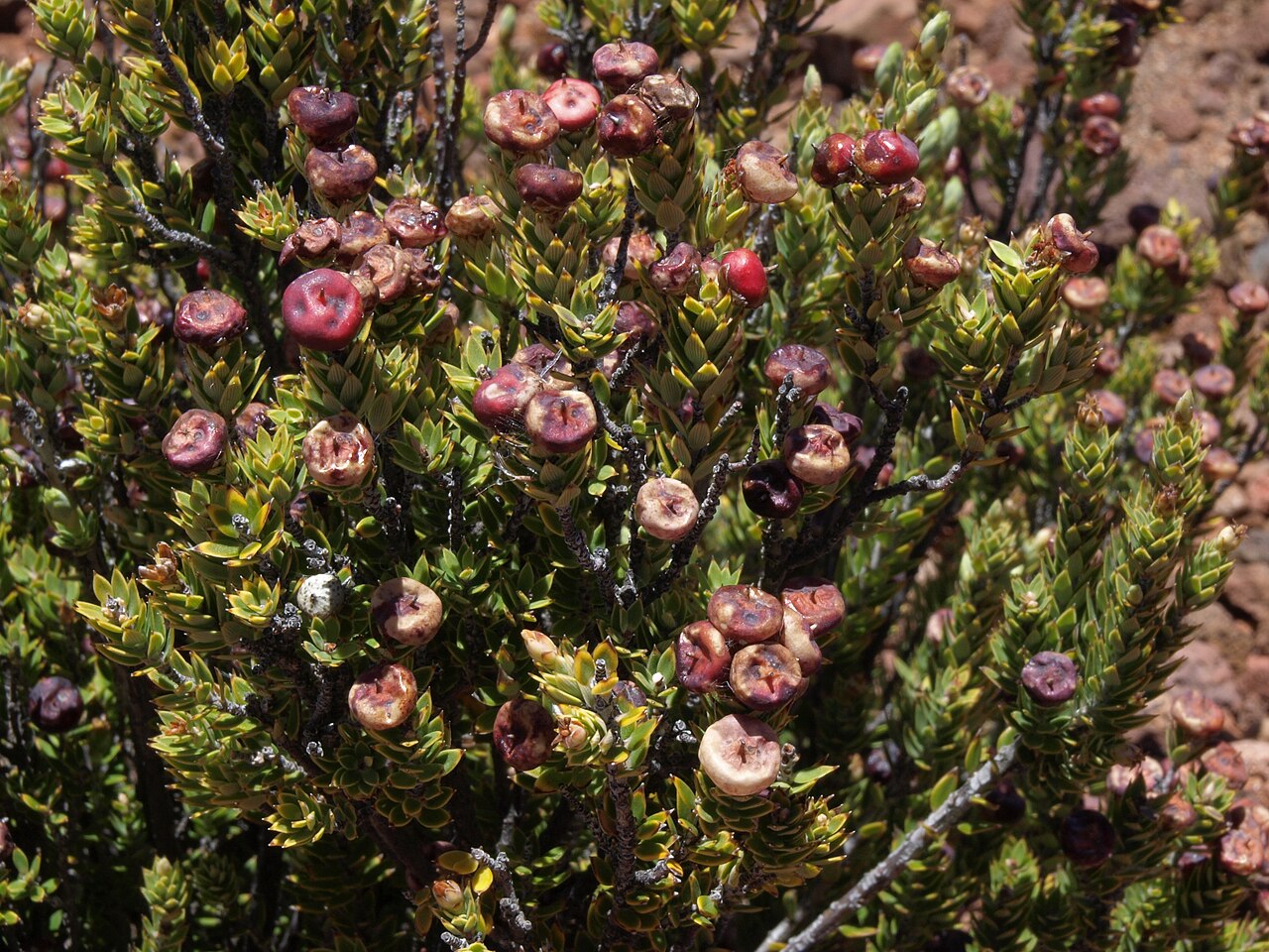 Pūkiawe (Leptecophylla tameiameiae) - PlantNative.org Pūkiawe fruiting branches showing round berries ranging from white and pink to deep red