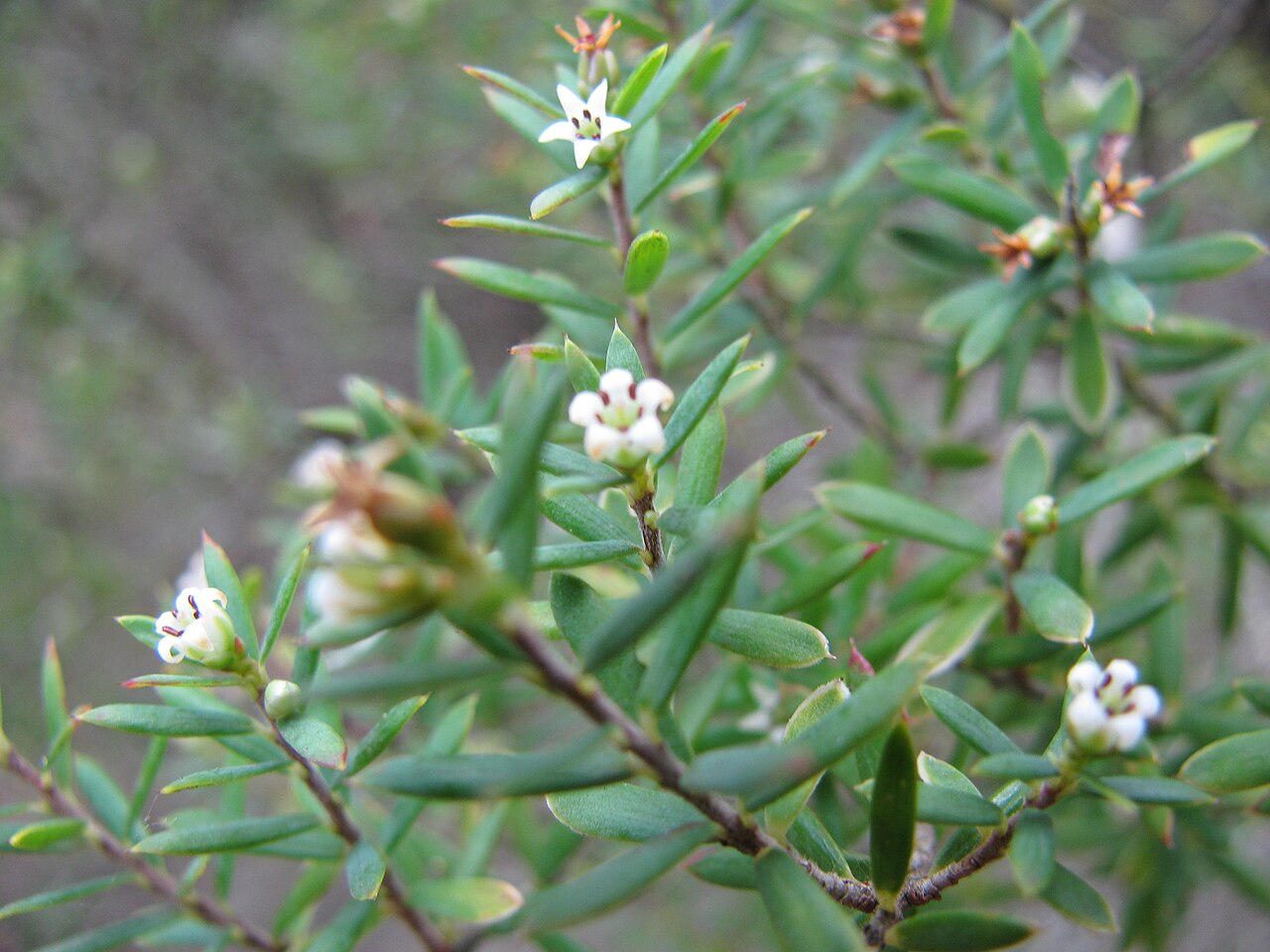Pūkiawe (Leptecophylla tameiameiae) - PlantNative.org Close-up of pūkiawe branch with needle-like leaves and small white bell-shaped flowers